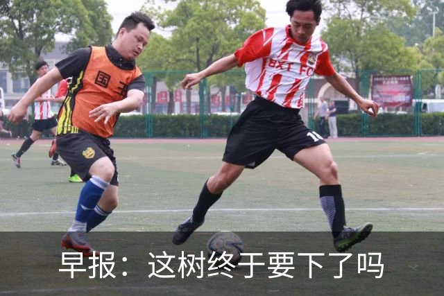 早报：这树终于要下了吗